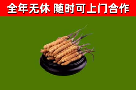 宁波烟酒回收冬虫夏草.jpg